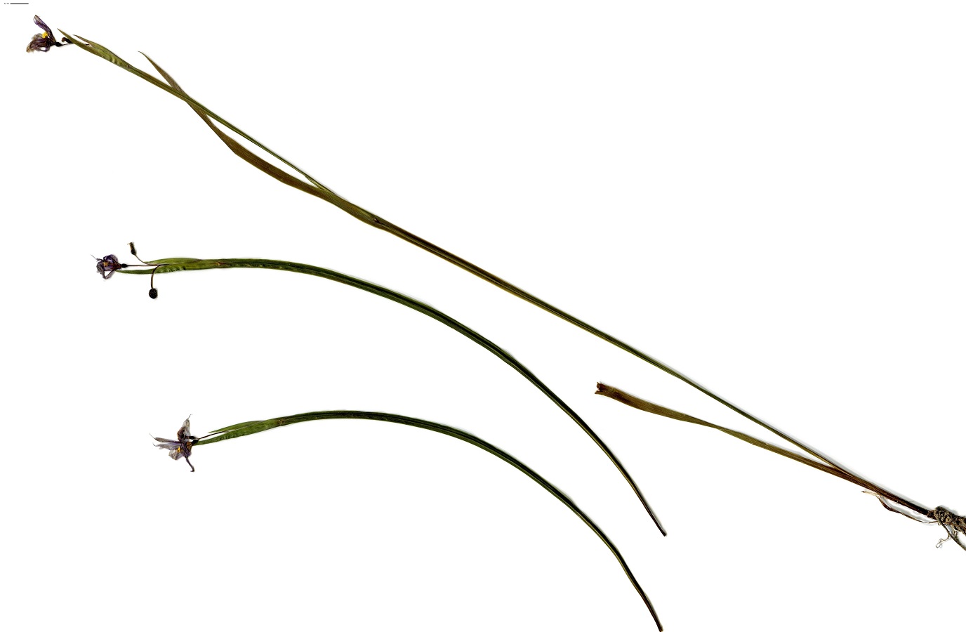 Sisyrinchium angustifolium (Iridaceae)